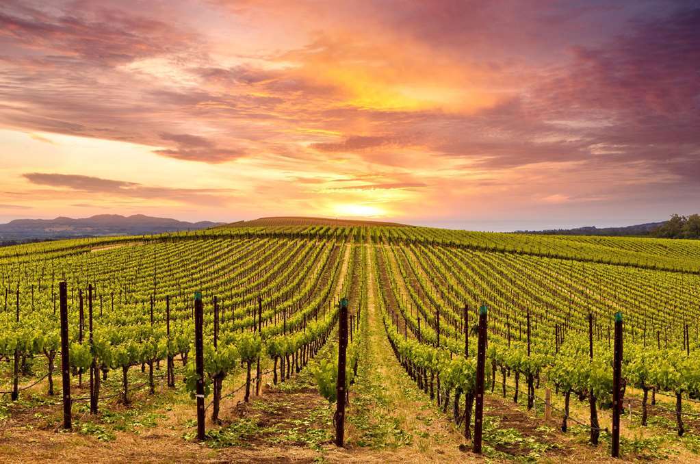The Knoll Hotel Napa Valley, Tapestry Collection By Hilton Voorzieningen foto